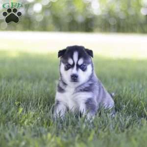 Sage, Siberian Husky Puppy